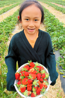 NC - 2 - Samuel with strawberries